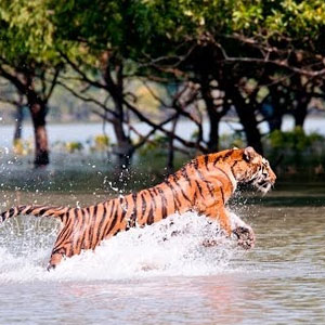 Sundarban-Tour-package-(3nights/-4days)